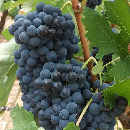 Quinta Dos Pegoes * 托马尔